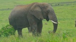 elefant-südafrika