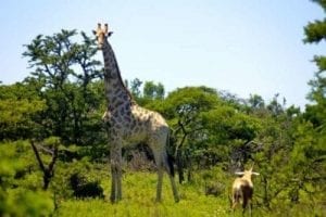 Giraffe South Afrika