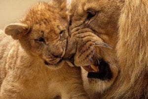 Südafrika, Löwin mit einem Jungen
