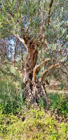Ein knorriger Olivenbaum