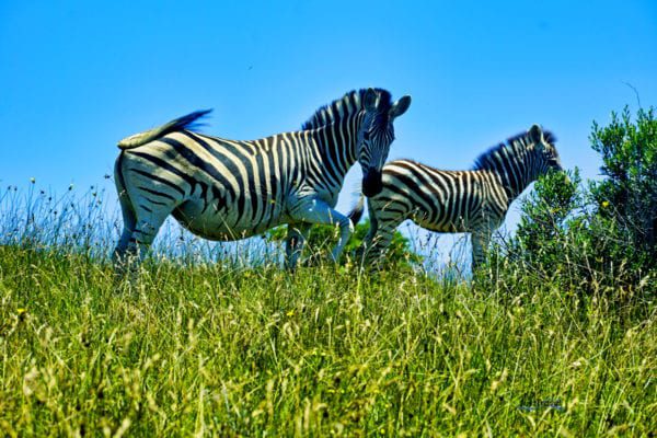 reisen-mit-passion-zebras-in-suedafrika