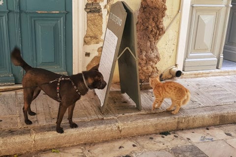 Hund und Katze treffen sich