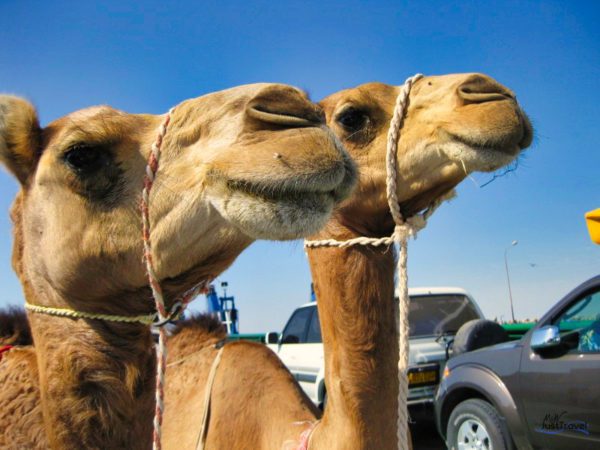 Kamele auf der Fähre nach Masirah