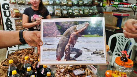 Bild eines Pirarcu Fisches, Iron Markt Manaus