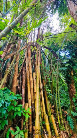 Bambus im Nationalwald Puerto Rico