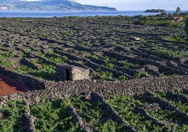 Insel Pico, Weinbau, Azoren