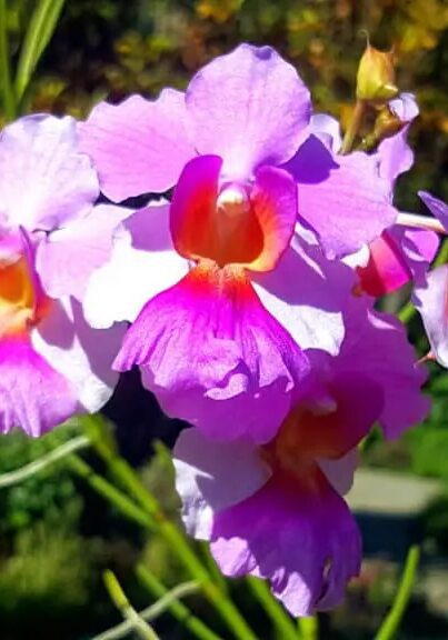 Orchidee,Casa Orquideas / Jardín Botanico. , Golfito, Costa Riga