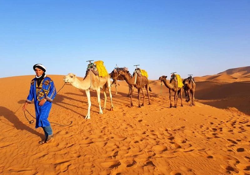 Marokko - Vorbereitung der Kamele am Morgen